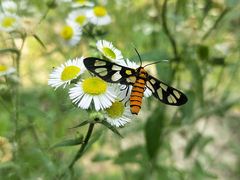 -合肥滨湖国家森林公园