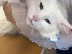 -天使宠物医院·犬猫分诊(彩虹店)