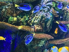 -上海海洋水族馆