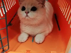 -lincat·猫舍(广州店)
