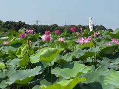 -荷塘月色湿地公园·向阳花洲