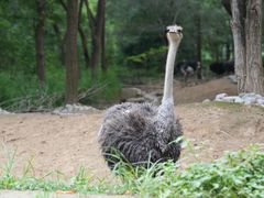 -北京野生动物园