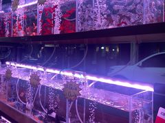 -中环花鸟鱼虫市场