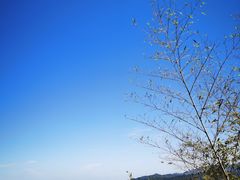 -江西阳明山国家森林公园