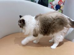 -1013 PET SHOP精品宠物商店(丁香店)