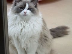 -FAELING PETS美天灵宠物(富力广场店)