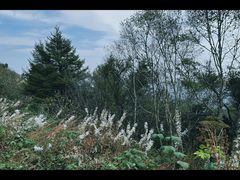 -白草畔自然风景区