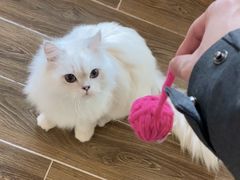 -猫大福·Fortune Cat猫舍(百子湾店)