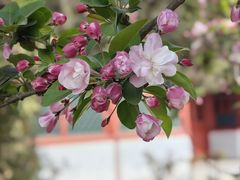 -海棠花溪(元大都城垣遗址公园)