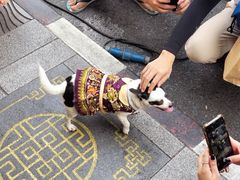 -普吉镇