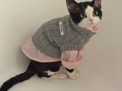 -山宅一喵德文卷毛猫舍