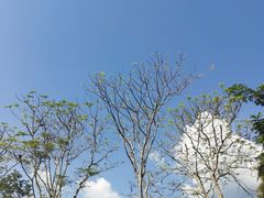 -野象谷景区