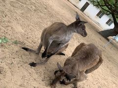 -秦皇岛野生动物园