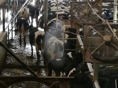 -光明牧业有限公司金山种奶牛场