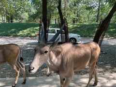 -北京野生动物园