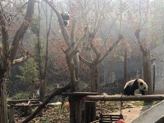 -都江堰中华大熊猫苑