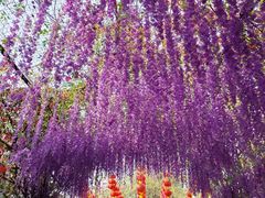 -广东花都香草世界旅游度假区
