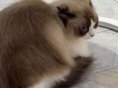-爱洗澡的猫(天河路店)