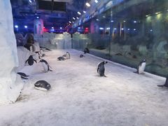 -芜湖新华联大白鲸海洋公园