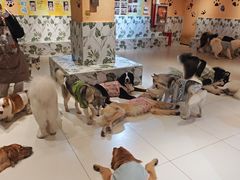 -有喵·猫咖·狗咖·30几只猫10只小狗(岗厦店)