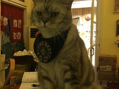 -猫色咖啡·猫咖