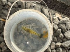 -DGE季风钓虾营地·团建·聚会