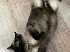 -有猫主题·治愈系猫咖(曾厝垵店)