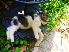 -海边的猫和咖啡馆