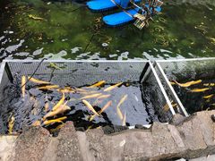 -京北渔家傲
