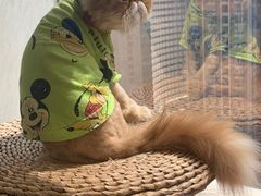 -Heymao猫咖.咖啡厅(东门店)
