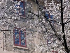-武汉大学-樱园