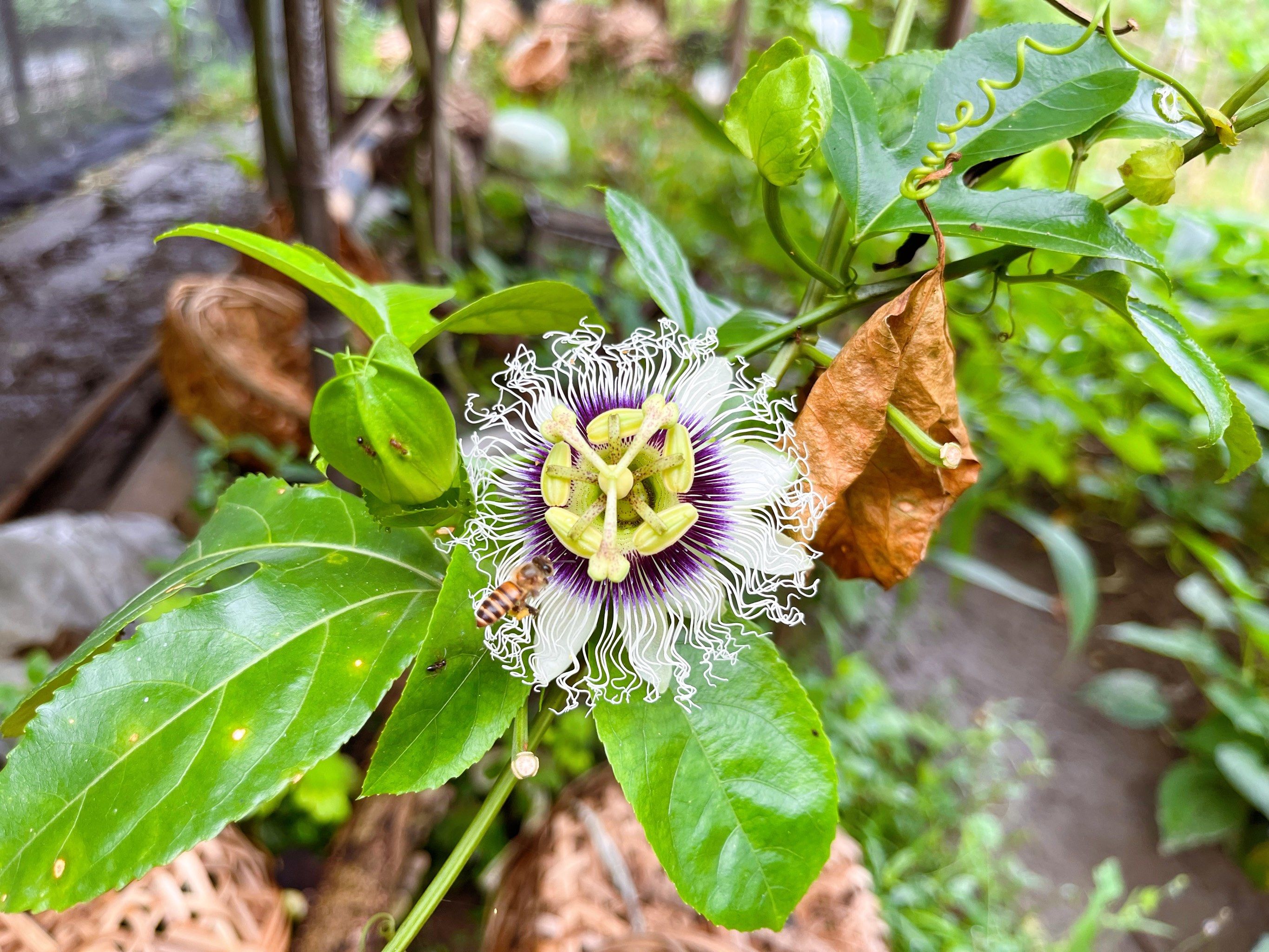 百香果的花长这样