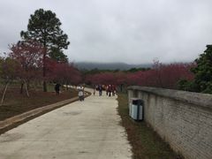 -天适樱花悠乐园