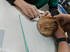 -瑞派天宁宠物医院·猫科·异宠中心