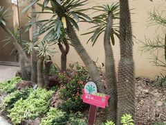 -正佳雨林生态植物园