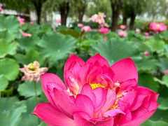 -荷花大观园