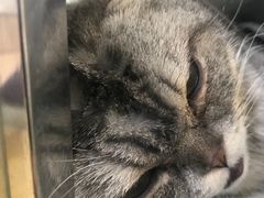 -芭比堂动物医院·犬猫全科·异宠专科(雁塔分院)