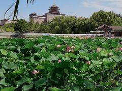 -莲花池公园
