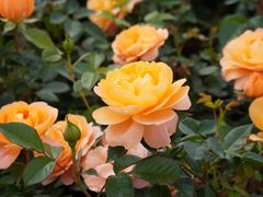 -光明小镇欢乐田园