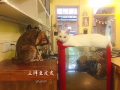 -猫色咖啡·猫咖