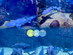 -烟台海昌鲸鲨海洋公园