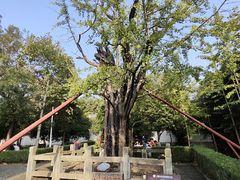 -上海佘山国家森林公园天马山园