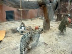 -青藏高原野生动物园