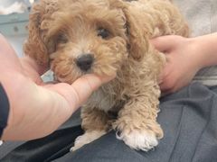 -萌宠之家·腊肠犬·马尔泰·小体犬舍