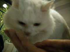 android_upload_pic-Anne猫窝咖啡屋