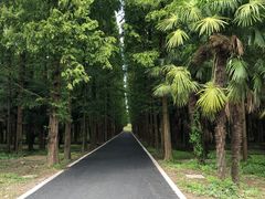 -东平国家森林公园