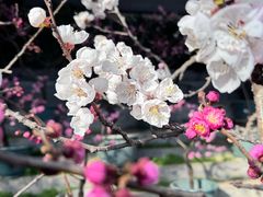 -红螺寺