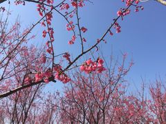 -牛岗山公园