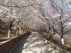 -樱花山风景区