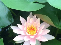 -佛山祈福仙湖酒店